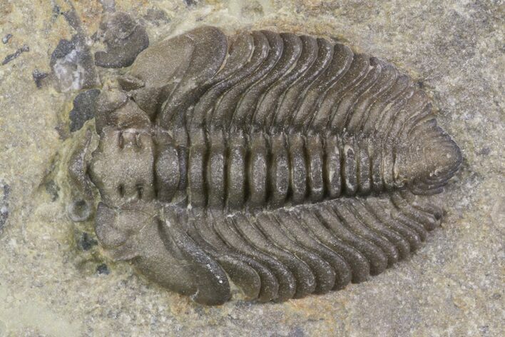 Bargain, Lemureops Kilbeyi Trilobite Molt - Utah #138574